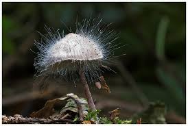 Verkäufer aus dem ausland können ihnen artikel regulär über einen internationalen versandservice zuschicken. Ziegenlippe Waldmeierei