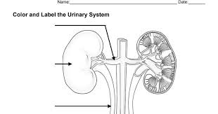 § interstitial nephritis § glomerulonephritis § cystic kidney disease § renal vascular. 31 Label The Urinary System Labels Database 2020