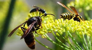 Sendo cada vez mais frequente as vespas asiáticas em portugal, a guarda nacional republicana. Manual De Boas Praticas Na Destruicao De Ninhos De Vespa Velutina Ja Viu Agricultura E Mar Actual