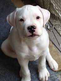 Listing of american bulldog puppies for sale, american bulldog breeders, american bulldog kennels, and american bulldog stud service. White American Bulldog Pups London North West London Pets4homes