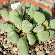 Image result for Putterlickia verrucosa