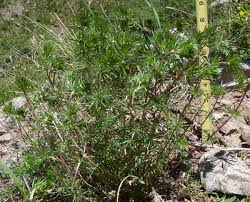 Image result for Lintonia nutans