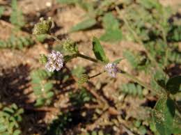 Image result for Boerhavia coccinea