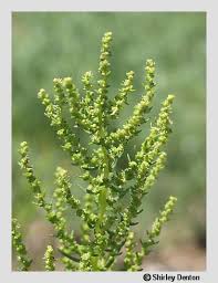 Image result for Suaeda plumosa