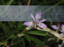 Image result for Moraea simulans