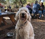 Live Music: Sunday Under the Oaks
