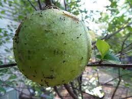 As it grows, an apple tree may experience issues such as the presence of pests or diseases. Cheap Organic Pest Control For Fruit Trees