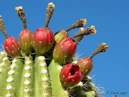 One saguaro can produce as many as 40 million seeds. Notes From South Of The Border Mar 2019
