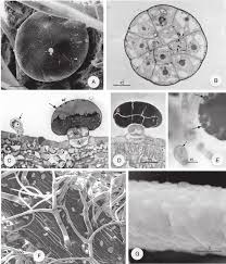 Check spelling or type a new query. The Head Of A Peltate Glandular Hair Observed With The Sem A And The Download Scientific Diagram