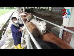 Farm heroes 5.683 views10 months ago. Lembu Projek Bahaya Lembu Seludup Youtube