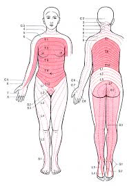 Pin On Spine