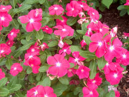 Image result for Catharanthus roseus