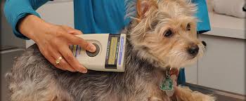 For all online orders australia wide. Microchip Your Pet Microchipping For Dogs And Cats