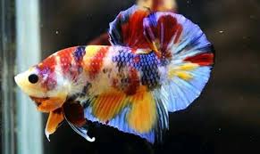Ikan Cupang Koi Emerald Ikan Cupang Ikan Eksotis Ikan