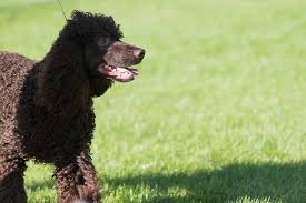 Image result for irský vodní španěl