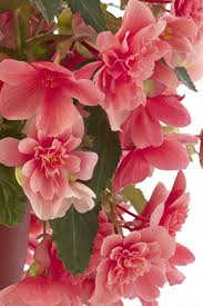 The Rouge Rose2u Beautiful Flowers Amazing Flowers Flowers