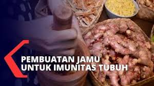 Rheum officinale / klembak nama simplisia : Jamu Racikan Tradisional Bermanfaat Untuk Jaga Kesehatan Youtube
