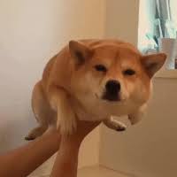Search, discover and share your favorite doge gifs. Doge Meme Gifs Get The Best Gif On Giphy