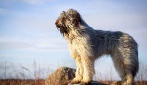 The romanian mioritic shepherd is a large breed of livestock guardian dog that originated in the carpathian mountains of romania. Ciobanesc Romanesc Mioritic Im Rasseportrait Zooroyal Magazin