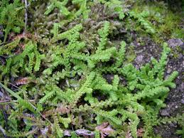 Image result for Selaginellaceae