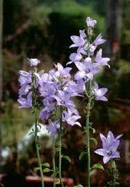Campanula Versicolor Evergreen Salad Greens Plants Herbaceous Perennials Perennials