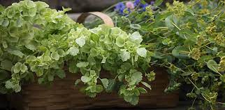 Succession plant for continuous harvest through the summer. Flower Farmers Favorite Foliage Fillers Johnny S Selected Seeds