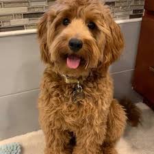 Monarch labradoodles royal family.all puppies are reserved unless noted under the specific litter. Michigan Doodle Rescue Connect Home Facebook