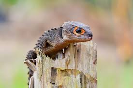 Red Eyed Crocodile Skink Care And Information Red Eyed Crocodile Skink Crocodile Skink Cute Reptiles