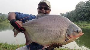 Pacu Peixe Resultados Yahoo Search Da Busca De Imagens Monster Fish Dwell