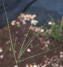 Image result for Digitaria maitlandii