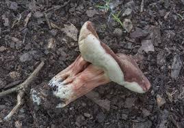 Image result for Xanthoconium sp.