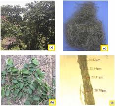 Image result for Grewia mollis