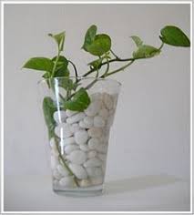 Acquario in casa si propone di divulgare ad un grande pubblico di appassionati l'amore per l'aquariologia, ma non solo. Galleria Foto Vasi Con Piante E Fiori In Acqua Foto 22 Piante Acquatiche Piante Giardino Di Piante Grasse