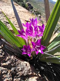 Image result for Babiana