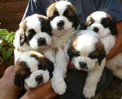 This Adorable Handful Of Puppies St Bernard Puppy Cute Puppies Baby Puppies