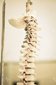 Maybe you would like to learn more about one of these? Human Back Bone Model With Old Color Style Stock Photo Picture And Royalty Free Image Image 47499344