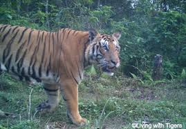 Endangered Species Alert Amur Tigers Found To Have An Effective Wild Population Of Just 35 Tiger Population Wild Cat Species Fun Facts About Animals