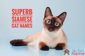 If one of these cats owns you, then you know the experiences that others will have once they adopt a siamese of their own. Superb Siamese Cat Names 325 Sassy Splendid Superb Kitten Names My Pet S Name
