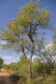 Image result for Combretum lindense