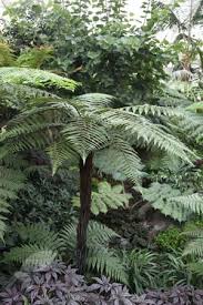 Check spelling or type a new query. Arachniodes Aristata Variegata Evergreen East Indian Holly Fern Ferns Hardy Garden Fern Plants Exotic Plants Online