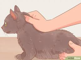 We look at how to remove mats from your cat's coat. How To Shave A Matted Cat 15 Steps With Pictures Wikihow Pet