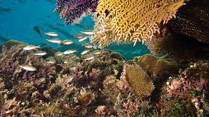 You'll love exploring the beautiful mangroves and islands in the park. Biscayne National Parks Conservation Association