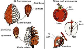 Check spelling or type a new query. Lengkap 7 Perbedaan Gymnospermae Dan Angiospermae