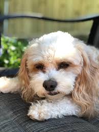 Frodo's Surgery to Remove Fatty Tumour