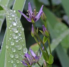 Image result for Swertia eminii