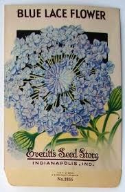 Everitt S Seed Store Indianapolis Indiana Blue Lace Flower Didiscus Or Trachymene Depending On Which Bota Vintage Seed Packets Flower Seeds Packets Seed Art