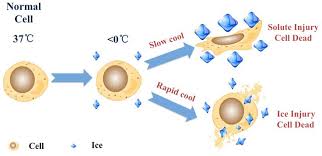 We did not find results for: Cell Culture Fundamentals Cryopreservation And Storage Of Cell Lines