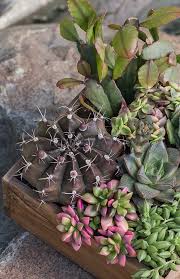 Image result for Monothecium glandulosum