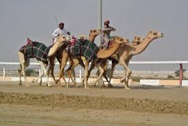 Robot camel jockies replace child jockies. Fascinating Review Of Al Shahaniya Racetrack Doha Qatar Tripadvisor