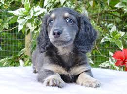 Black And Cream Mini Dachshund Sapphire Blue Cream Long Haired Mini Dachshund Doxie Puppies Weenie Dogs Dachshund Dog